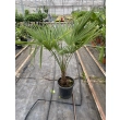 PALMA trachycarpus fortunei (Szorstkowiec) XXL